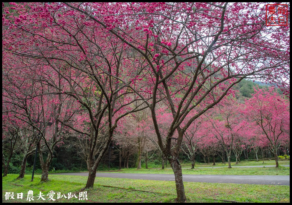 櫻花懶人包|全台賞櫻地點大集合．賞花時間/武陵農場/福壽山農場/阿里山 @假日農夫愛趴趴照