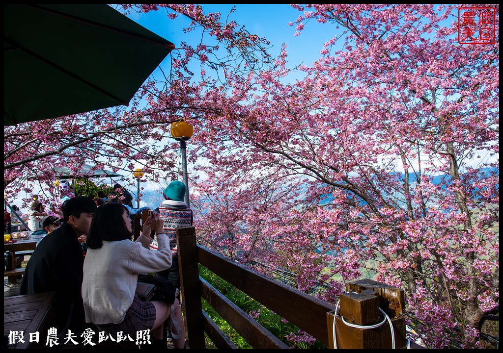 櫻花懶人包|全台賞櫻地點大集合．賞花時間/武陵農場/福壽山農場/阿里山 @假日農夫愛趴趴照