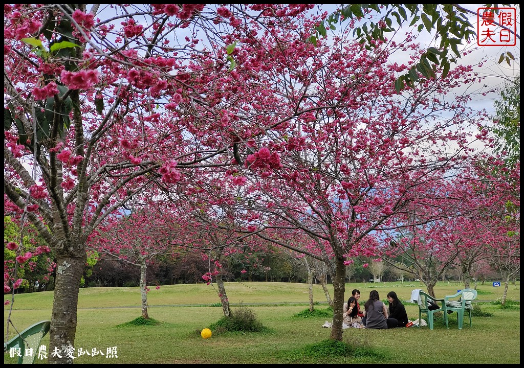 櫻花懶人包|全台賞櫻地點大集合．賞花時間/武陵農場/福壽山農場/阿里山 @假日農夫愛趴趴照