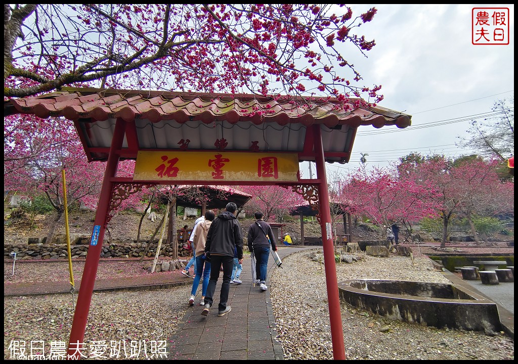 懶人包|嚴選南投十大賞櫻花景點/草坪頭/萬大電廠/暨南大學/九族文化村/農夫愛賞花 @假日農夫愛趴趴照