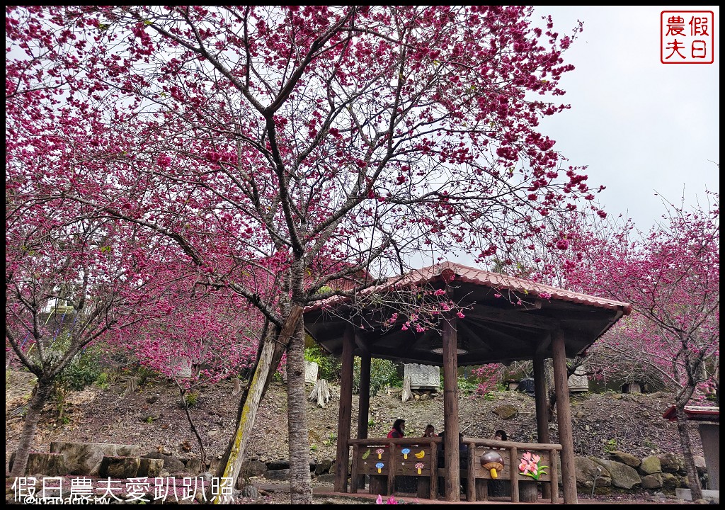 懶人包|嚴選南投十大賞櫻花景點/草坪頭/萬大電廠/暨南大學/九族文化村/農夫愛賞花 @假日農夫愛趴趴照