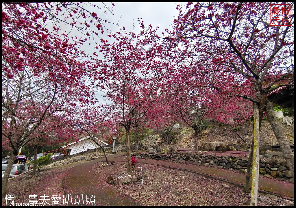 懶人包|嚴選南投十大賞櫻花景點/草坪頭/萬大電廠/暨南大學/九族文化村/農夫愛賞花 @假日農夫愛趴趴照