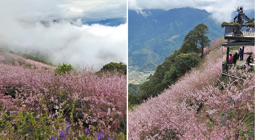 武界櫻花秘境|毛毛蟲山瑪嵐茶園雲海櫻海觀景台 @假日農夫愛趴趴照