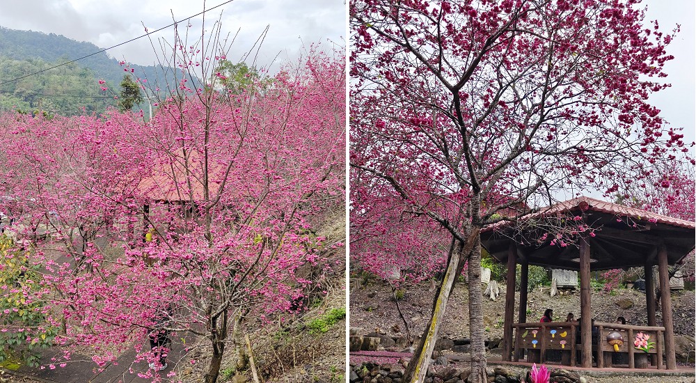 魚池石佛公園|最新賞櫻秘境-粉紅櫻花大爆滿中/近九族文化村