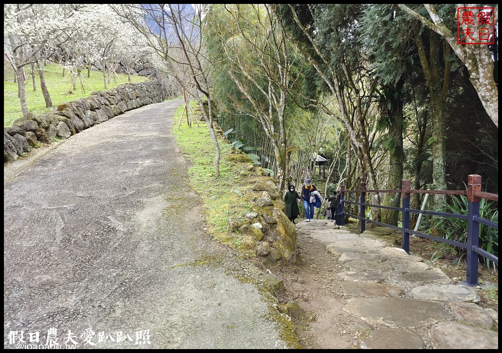 寒溪呢森林人文叡地|福爾摩沙白櫻緋寒櫻盛開 @假日農夫愛趴趴照