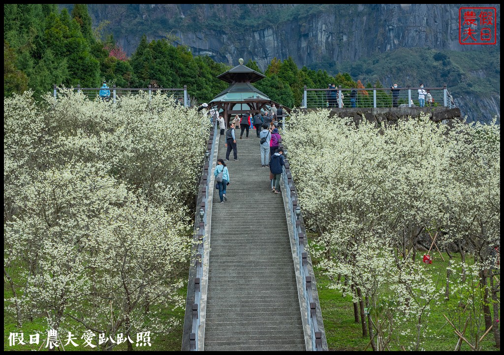 寒溪呢森林人文叡地|福爾摩沙白櫻緋寒櫻盛開 @假日農夫愛趴趴照