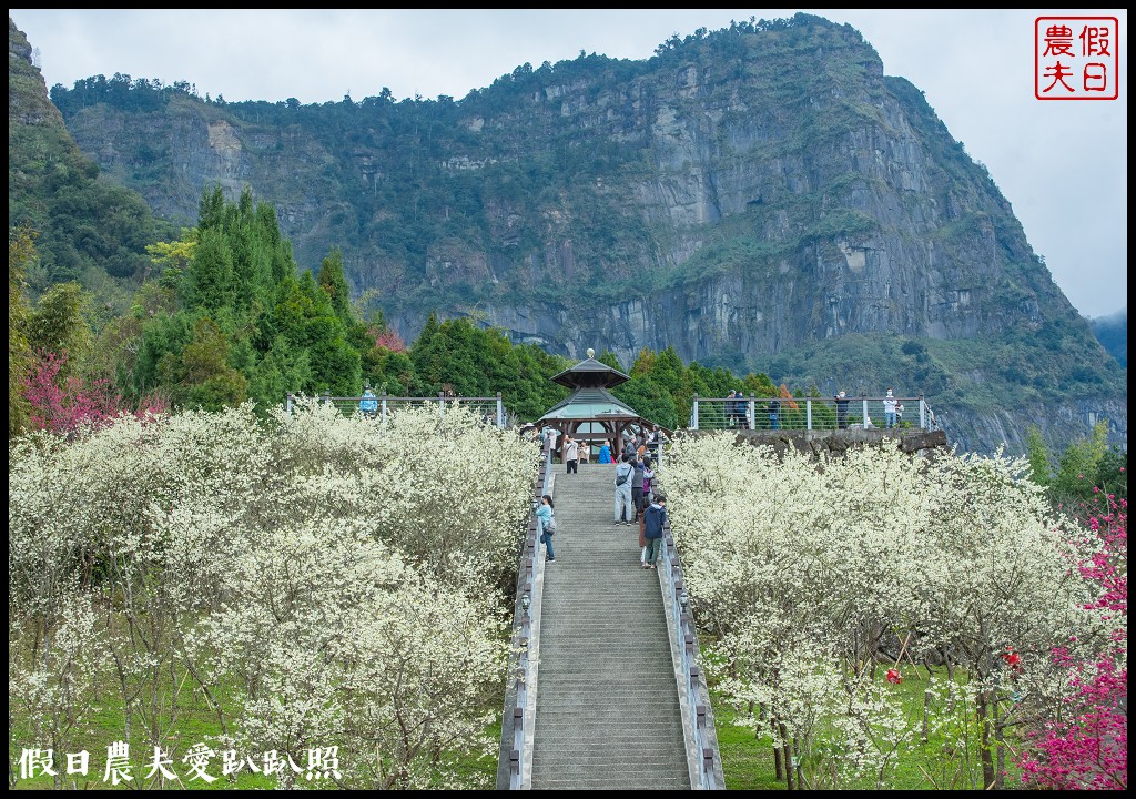 寒溪呢森林人文叡地|福爾摩沙白櫻緋寒櫻盛開 @假日農夫愛趴趴照