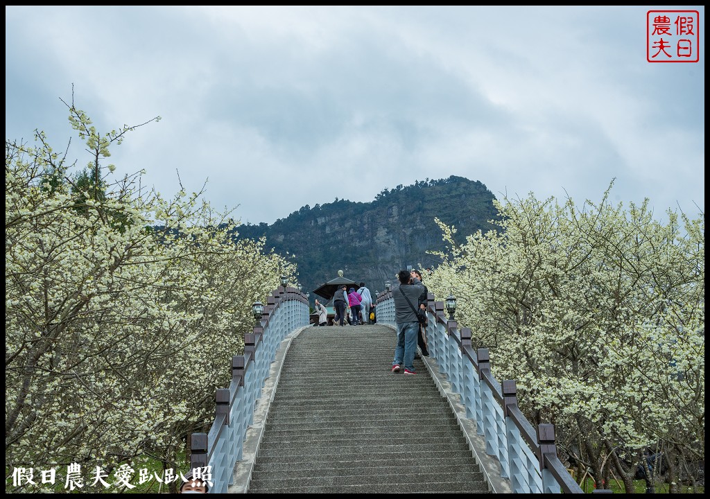 寒溪呢森林人文叡地|福爾摩沙白櫻緋寒櫻盛開 @假日農夫愛趴趴照