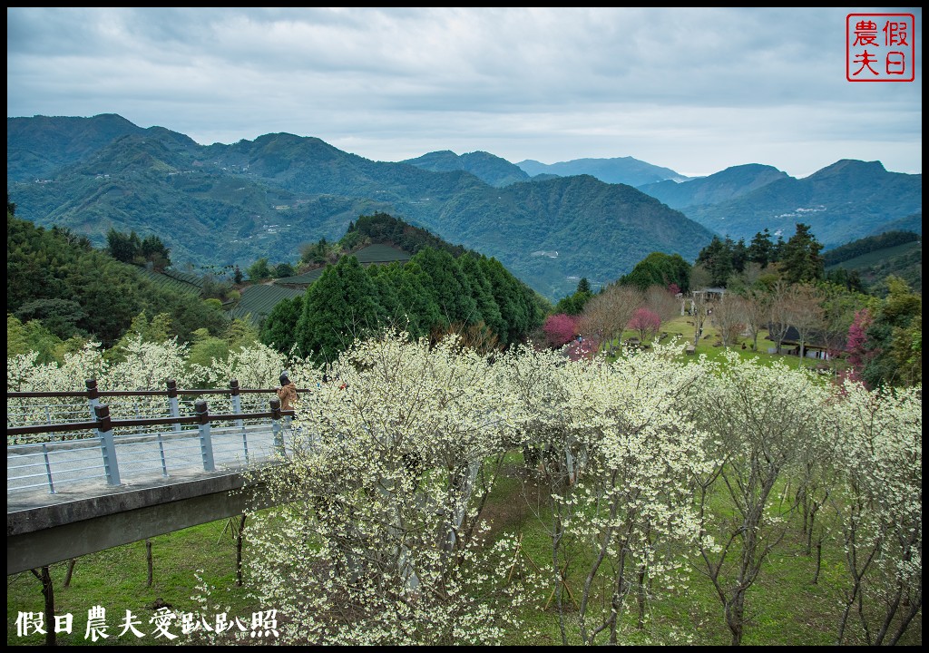 寒溪呢森林人文叡地|福爾摩沙白櫻緋寒櫻盛開 @假日農夫愛趴趴照