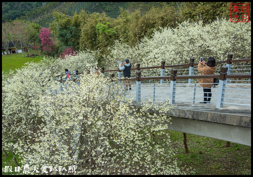 寒溪呢森林人文叡地|福爾摩沙白櫻緋寒櫻盛開 @假日農夫愛趴趴照