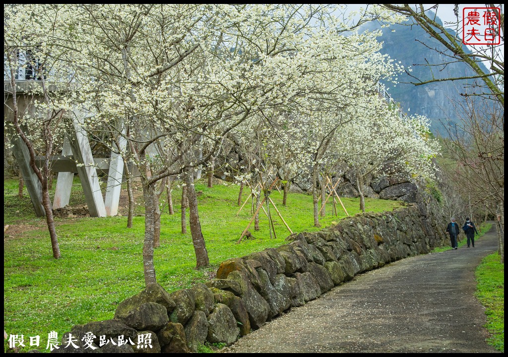 寒溪呢森林人文叡地|福爾摩沙白櫻緋寒櫻盛開 @假日農夫愛趴趴照