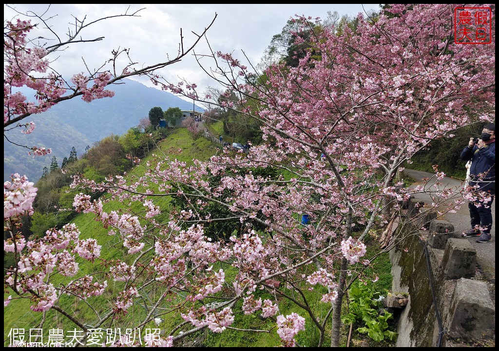 儷福花園山莊|桃園復興鄉拉拉山中巴陵櫻花道附近平價住宿/恩愛農場 @假日農夫愛趴趴照