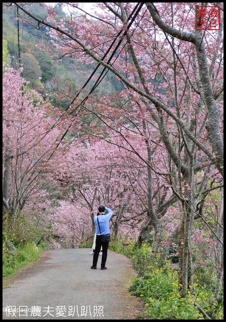 儷福花園山莊|桃園復興鄉拉拉山中巴陵櫻花道附近平價住宿/恩愛農場 @假日農夫愛趴趴照