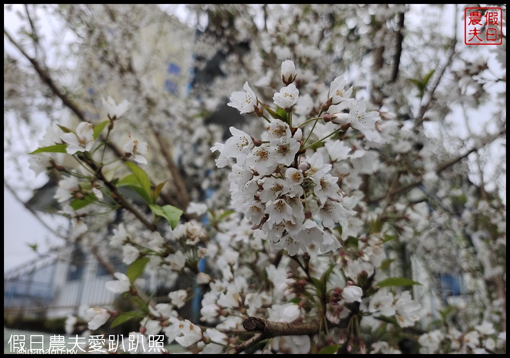 儷福花園山莊|桃園復興鄉拉拉山中巴陵櫻花道附近平價住宿/恩愛農場 @假日農夫愛趴趴照