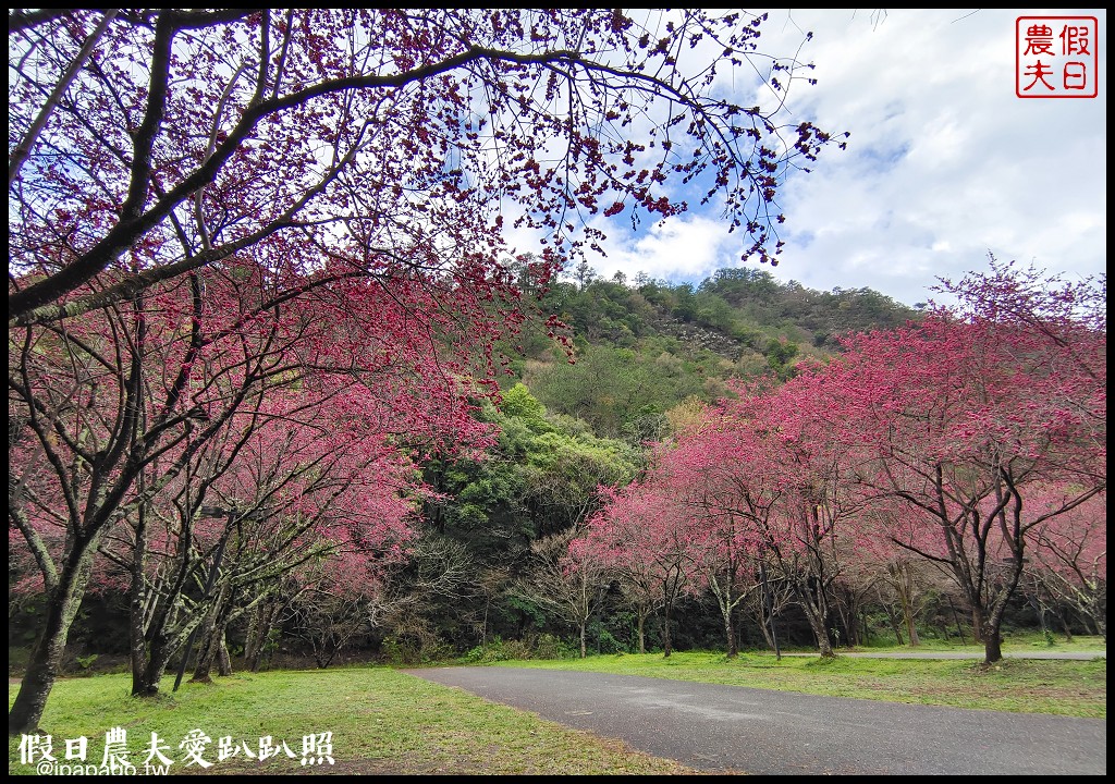 櫻花滿開|全台最美停車場就在奧萬大森林遊樂區 @假日農夫愛趴趴照