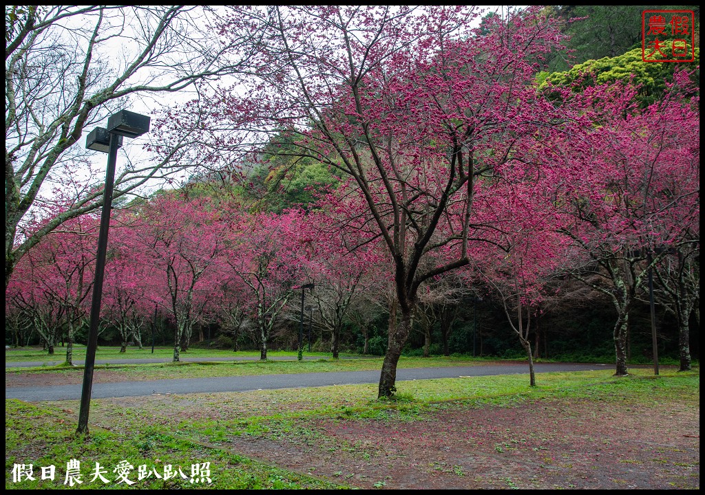 櫻花滿開|全台最美停車場就在奧萬大森林遊樂區 @假日農夫愛趴趴照