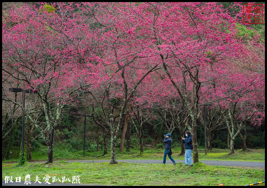 櫻花滿開|全台最美停車場就在奧萬大森林遊樂區 @假日農夫愛趴趴照