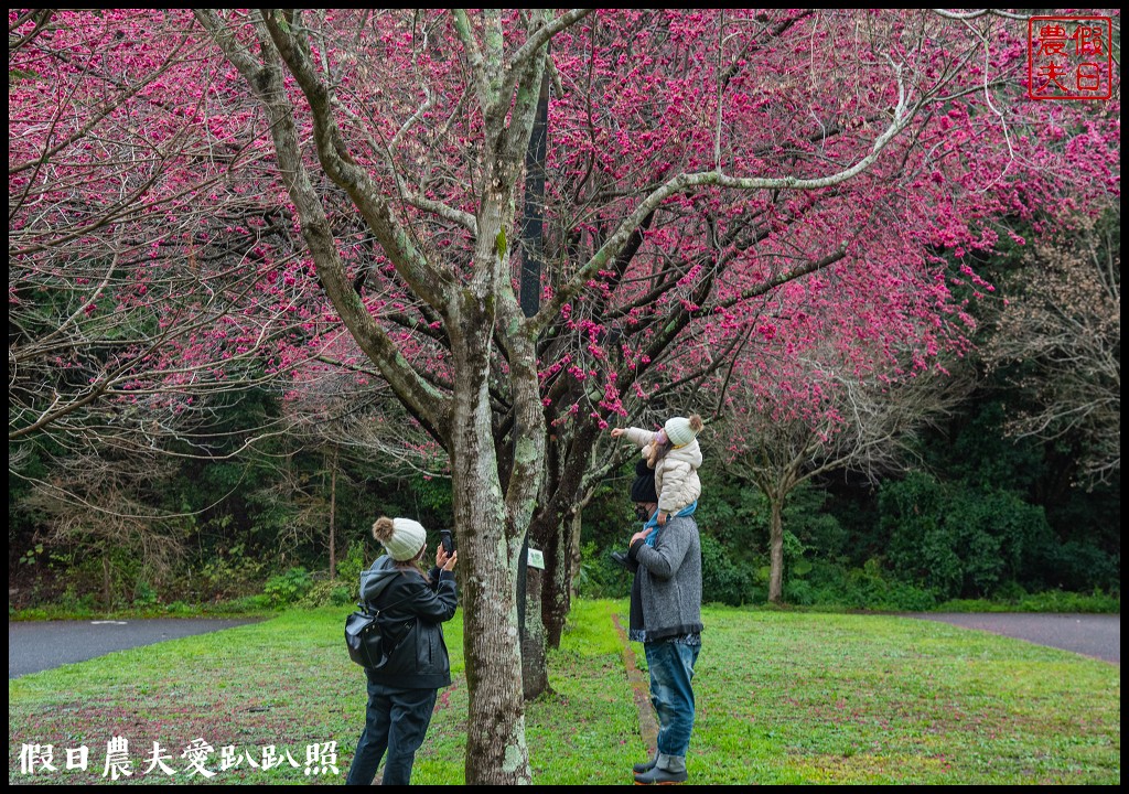 櫻花滿開|全台最美停車場就在奧萬大森林遊樂區 @假日農夫愛趴趴照