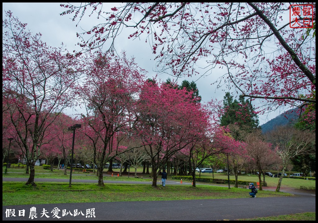 櫻花滿開|全台最美停車場就在奧萬大森林遊樂區 @假日農夫愛趴趴照