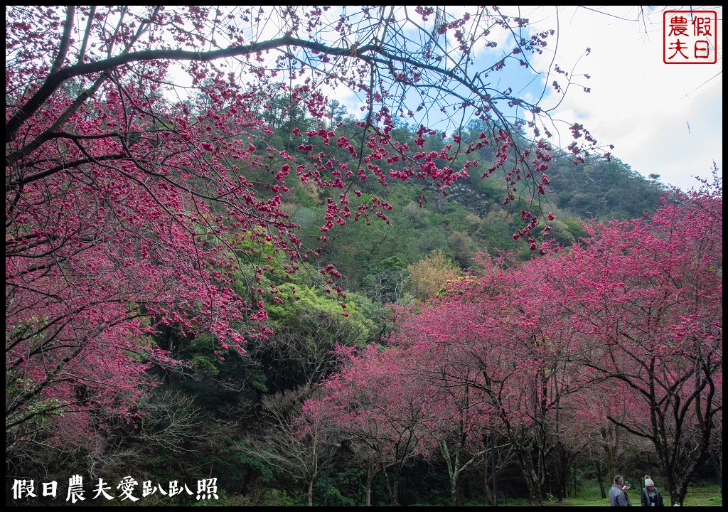 櫻花滿開|全台最美停車場就在奧萬大森林遊樂區 @假日農夫愛趴趴照