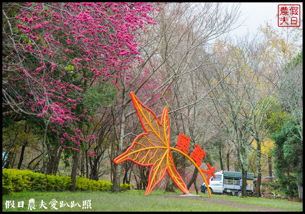 櫻花滿開|全台最美停車場就在奧萬大森林遊樂區 @假日農夫愛趴趴照