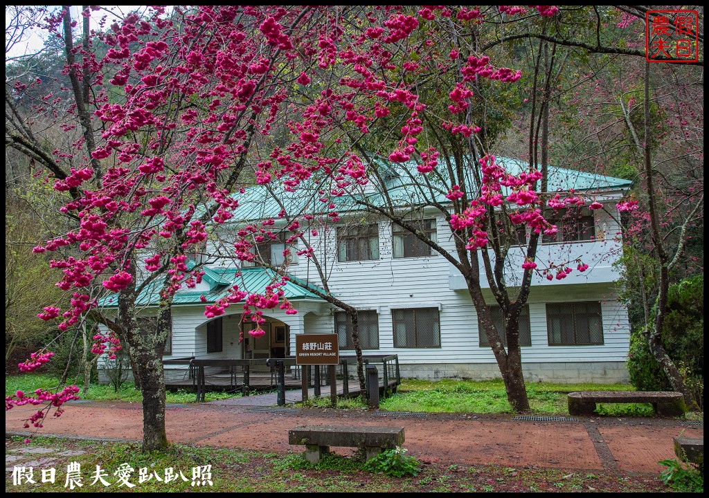 櫻花滿開|全台最美停車場就在奧萬大森林遊樂區 @假日農夫愛趴趴照