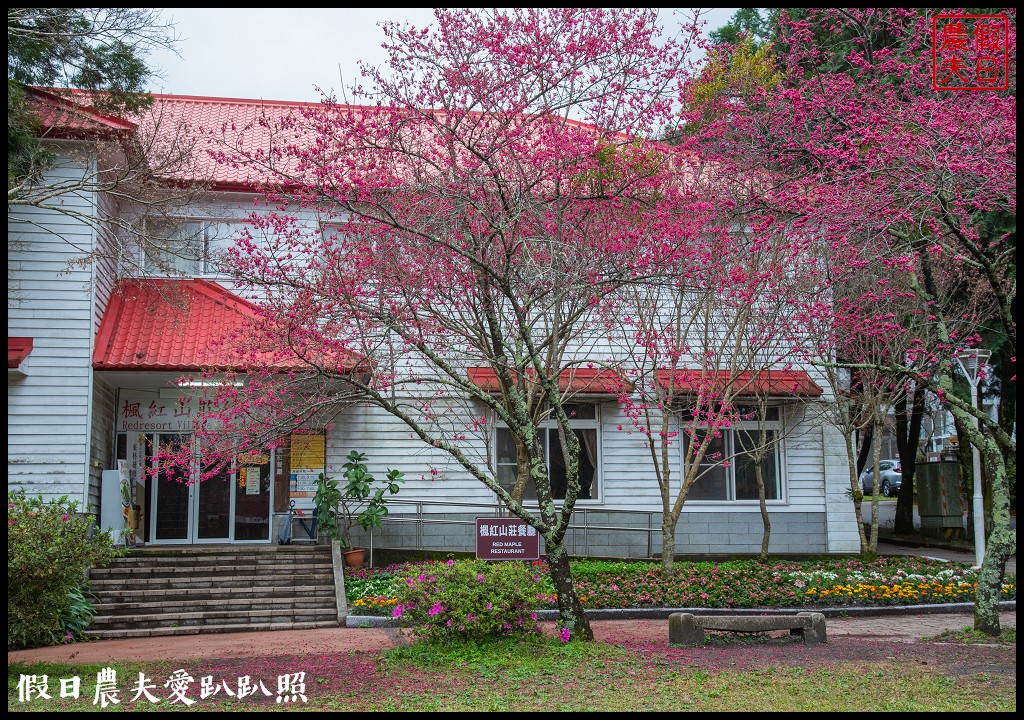 櫻花滿開|全台最美停車場就在奧萬大森林遊樂區 @假日農夫愛趴趴照