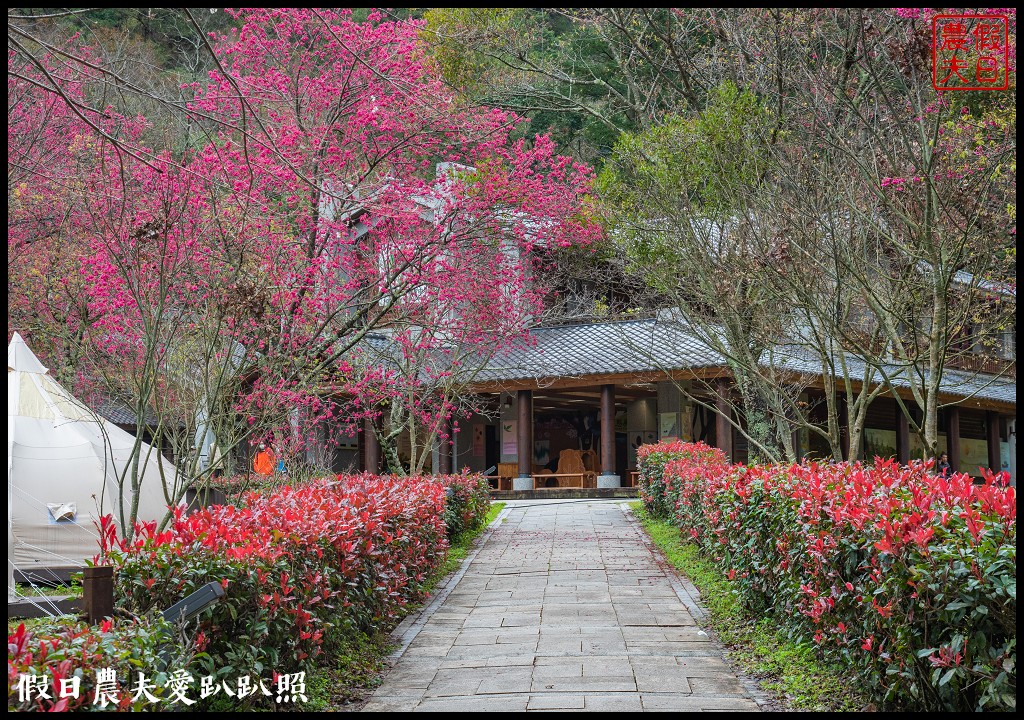 櫻花滿開|全台最美停車場就在奧萬大森林遊樂區 @假日農夫愛趴趴照