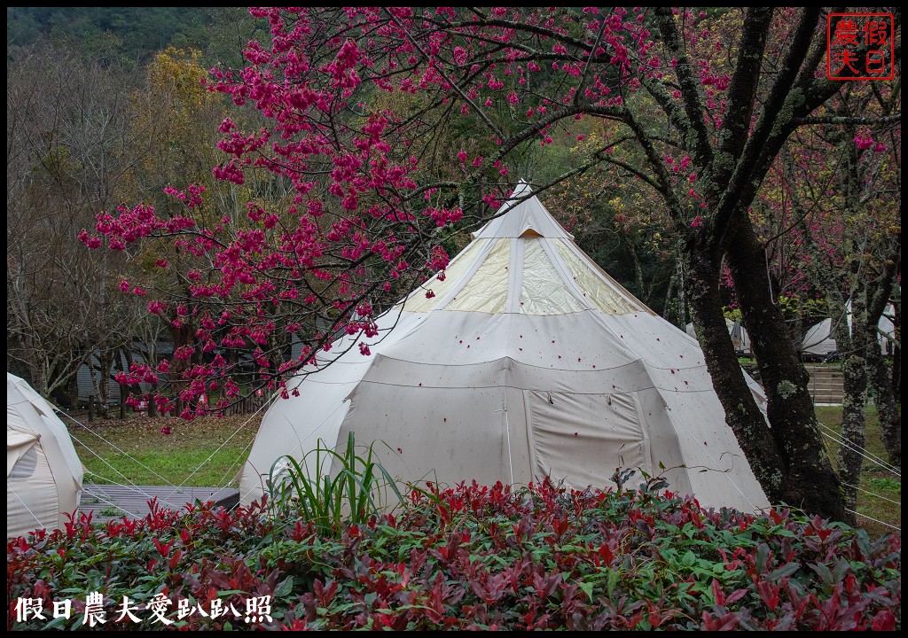 櫻花滿開|全台最美停車場就在奧萬大森林遊樂區 @假日農夫愛趴趴照