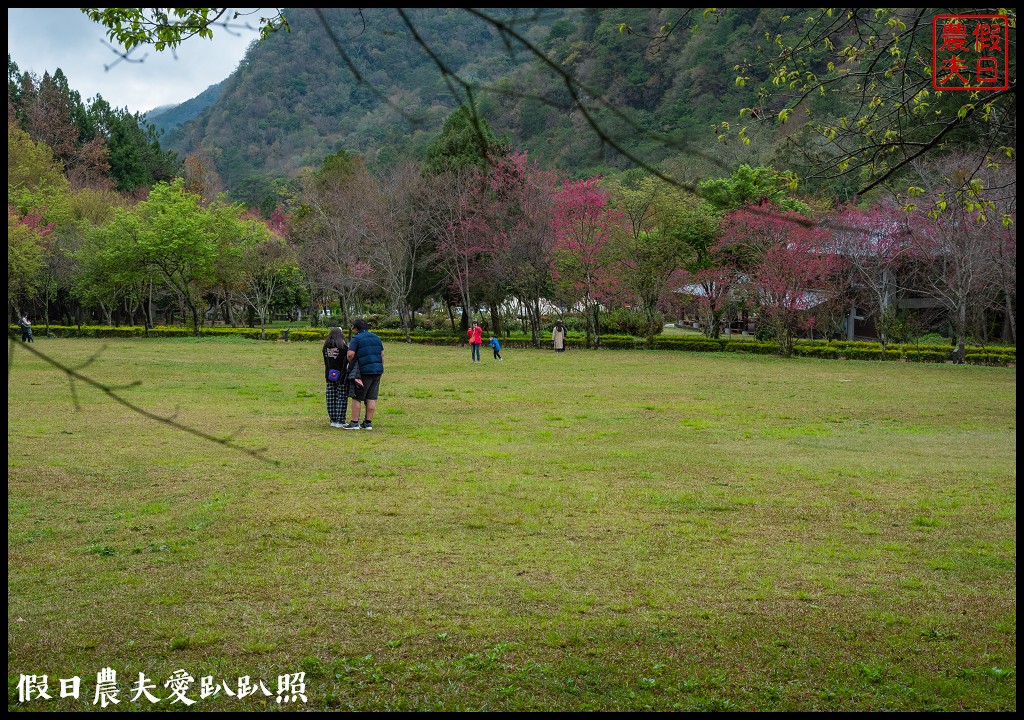 櫻花滿開|全台最美停車場就在奧萬大森林遊樂區 @假日農夫愛趴趴照