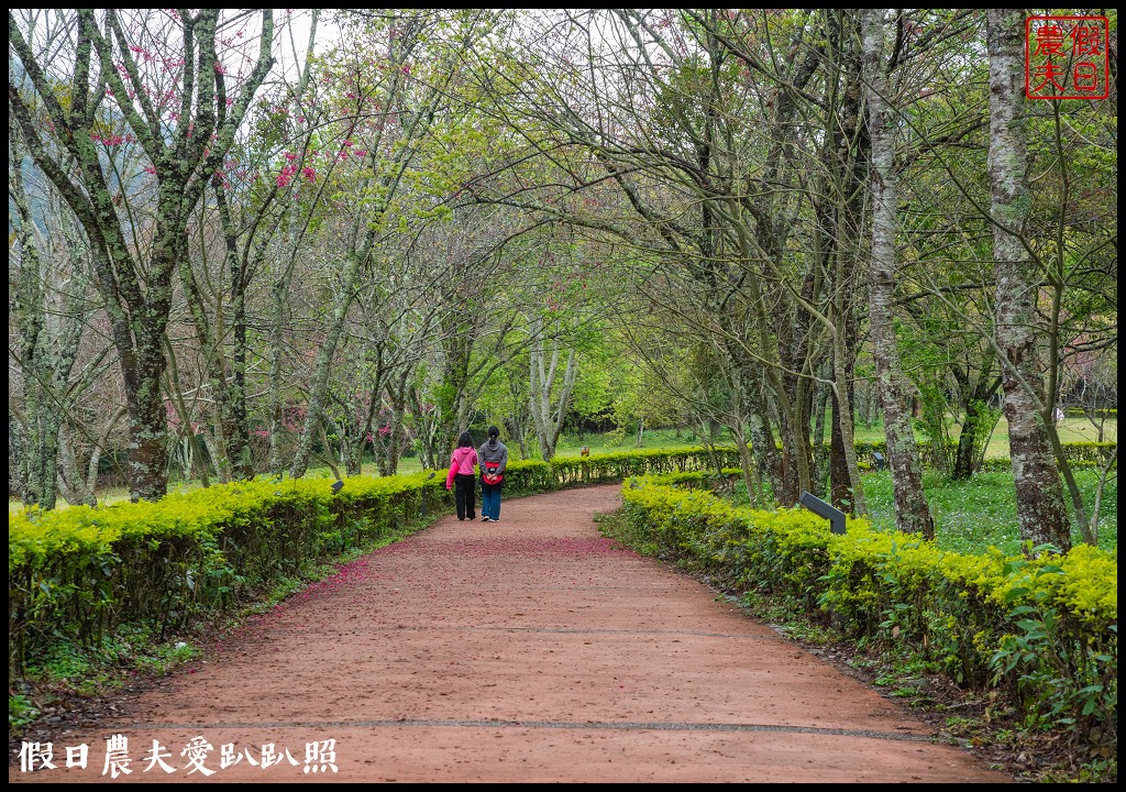 櫻花滿開|全台最美停車場就在奧萬大森林遊樂區 @假日農夫愛趴趴照