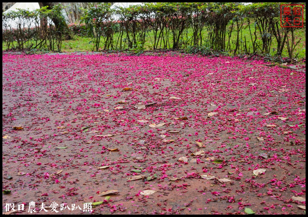 櫻花滿開|全台最美停車場就在奧萬大森林遊樂區 @假日農夫愛趴趴照