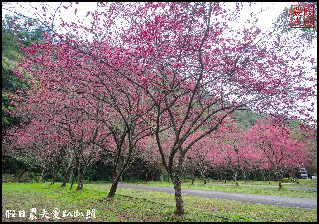 櫻花滿開|全台最美停車場就在奧萬大森林遊樂區 @假日農夫愛趴趴照