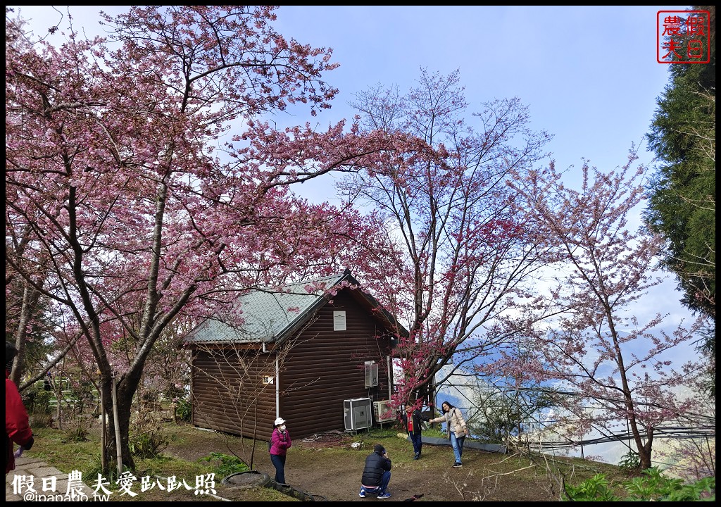 拉拉山恩愛農場櫻花盛開就像到了日本|花季期間交通管制措施 @假日農夫愛趴趴照