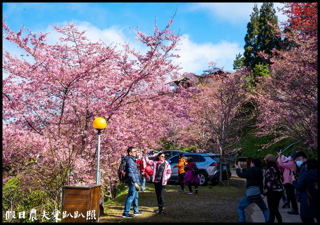 拉拉山恩愛農場櫻花盛開就像到了日本|花季期間交通管制措施 @假日農夫愛趴趴照