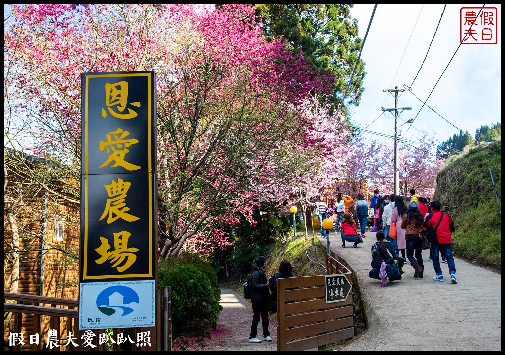 拉拉山恩愛農場櫻花盛開就像到了日本|花季期間交通管制措施 @假日農夫愛趴趴照