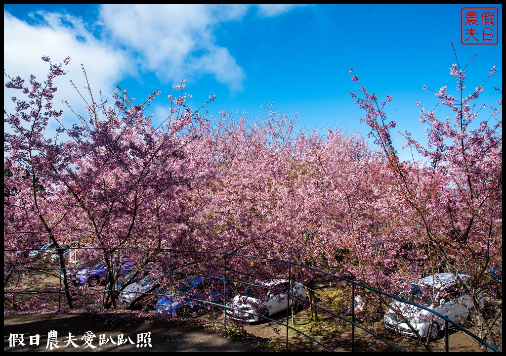 拉拉山恩愛農場櫻花盛開就像到了日本|花季期間交通管制措施 @假日農夫愛趴趴照