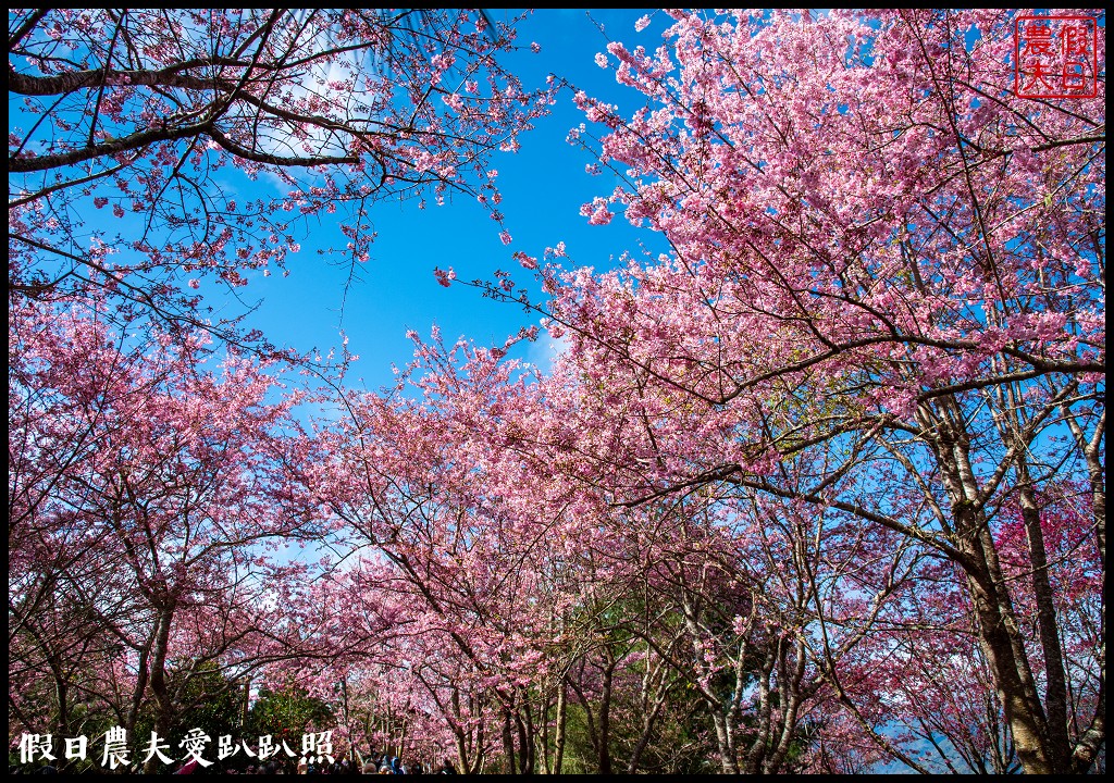 拉拉山恩愛農場櫻花盛開就像到了日本|花季期間交通管制措施 @假日農夫愛趴趴照