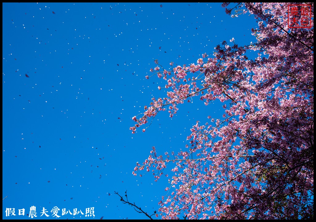 拉拉山恩愛農場櫻花盛開就像到了日本|花季期間交通管制措施 @假日農夫愛趴趴照