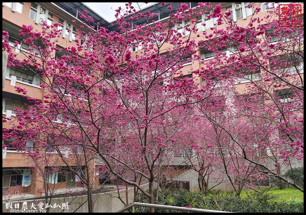 暨大行旅|隱藏在大學校園裡的高CP值住宿/櫻花季還可以在櫻花樹下野餐品茗 @假日農夫愛趴趴照