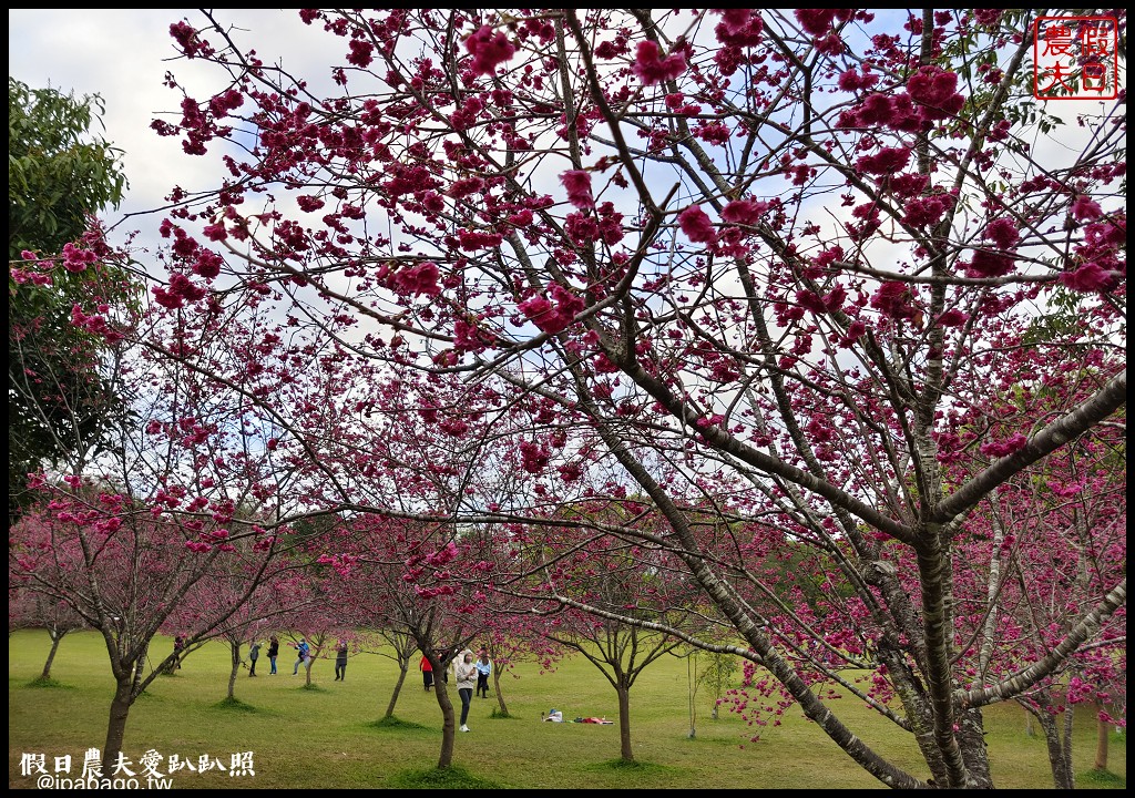 暨大行旅|隱藏在大學校園裡的高CP值住宿/櫻花季還可以在櫻花樹下野餐品茗 @假日農夫愛趴趴照