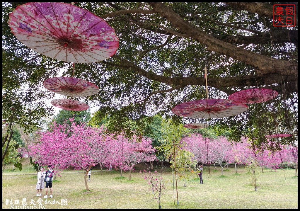 暨大行旅|隱藏在大學校園裡的高CP值住宿/櫻花季還可以在櫻花樹下野餐品茗 @假日農夫愛趴趴照