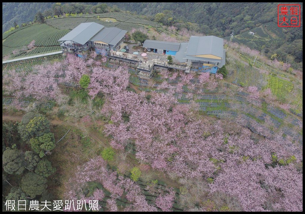 武界櫻花秘境|毛毛蟲山瑪嵐茶園雲海櫻海觀景台 @假日農夫愛趴趴照