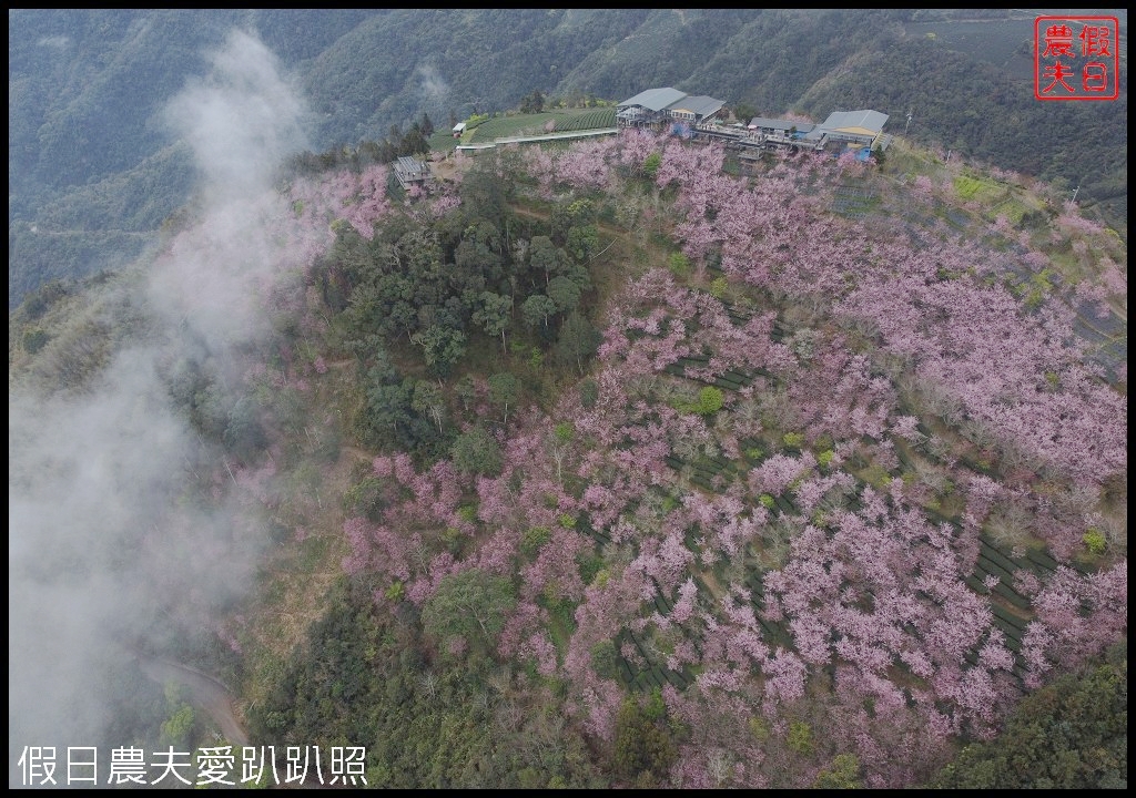 武界櫻花秘境|毛毛蟲山瑪嵐茶園雲海櫻海觀景台 @假日農夫愛趴趴照