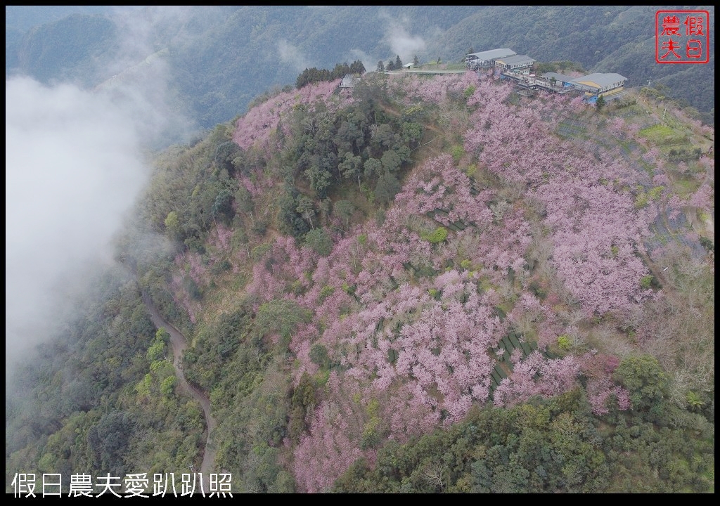 武界櫻花秘境|毛毛蟲山瑪嵐茶園雲海櫻海觀景台 @假日農夫愛趴趴照