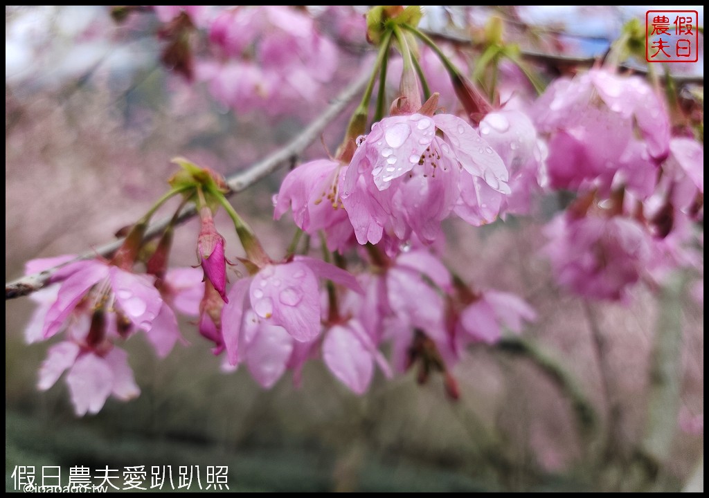 武界櫻花秘境|毛毛蟲山瑪嵐茶園雲海櫻海觀景台 @假日農夫愛趴趴照