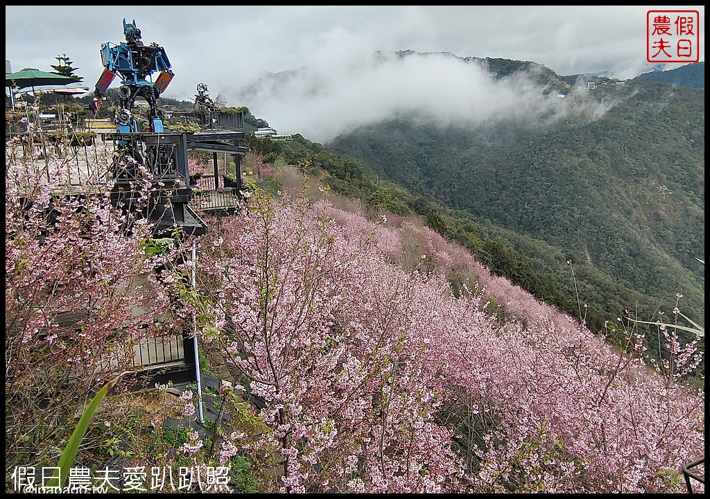 武界櫻花秘境|毛毛蟲山瑪嵐茶園雲海櫻海觀景台 @假日農夫愛趴趴照