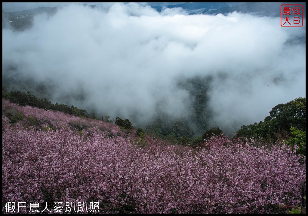 武界櫻花秘境|毛毛蟲山瑪嵐茶園雲海櫻海觀景台 @假日農夫愛趴趴照