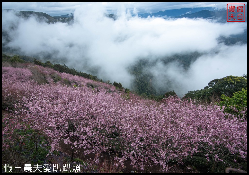 武界櫻花秘境|毛毛蟲山瑪嵐茶園雲海櫻海觀景台 @假日農夫愛趴趴照