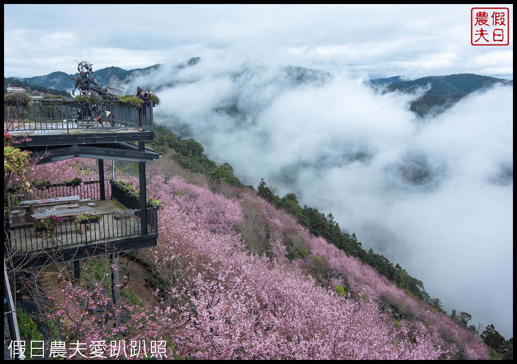 武界櫻花秘境|毛毛蟲山瑪嵐茶園雲海櫻海觀景台 @假日農夫愛趴趴照